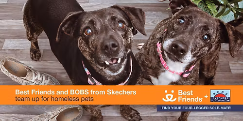 Pet adoption pop-up at Skechers Miami