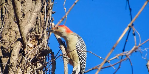 Morning Bird Hike