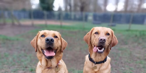 Guide Dogs Summer Fair