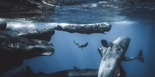 Ocean Photographer of the Year