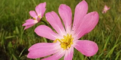 Beluthahatchee Chapter Florida Native Plant Society Meeting