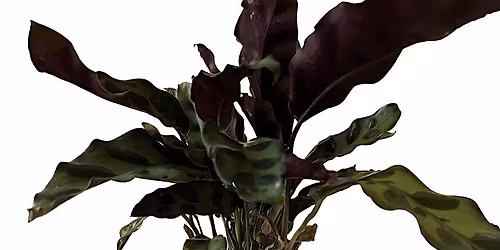 Terra Cotta Pot Painting Workshop