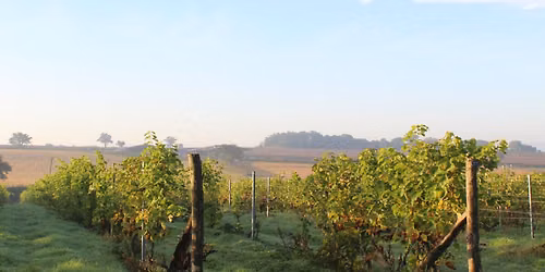 Pebblebed Vineyard Tour & Tasting - 2026 Season