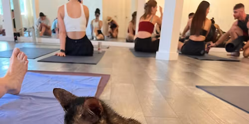 Festive Kitten & Cat Yoga