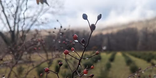 Bushtail's Winterfest 