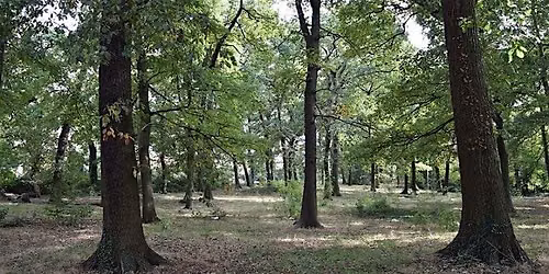 We Will See the Woods for the Trees! A Walk Through Lambeth\u2019s Woodlands