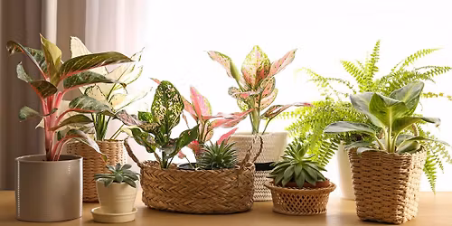 House Plant Bingo