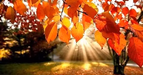 St Augustine Farmers Market