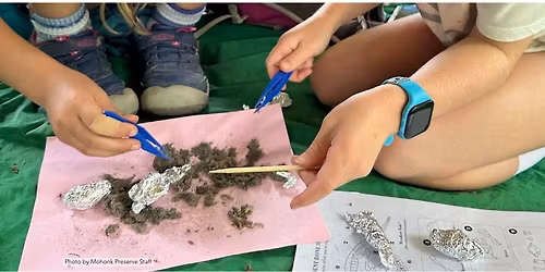 Owl Pellet Discovery