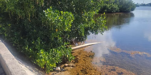 Early Bird Clean Up S. Roosevelt Seawall across from Grand Key hosted by Girls Night Out Key West