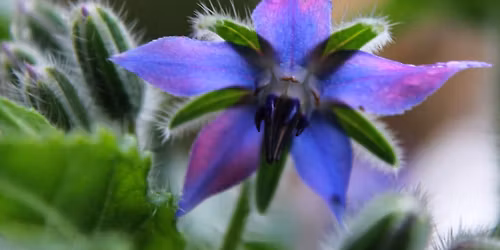 Cueillette Cuisine de Plantes Sauvages et Repas