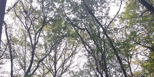 'The Politics of Trees' - Presented By Michael Price, Nick Haines of Kansas City PBS