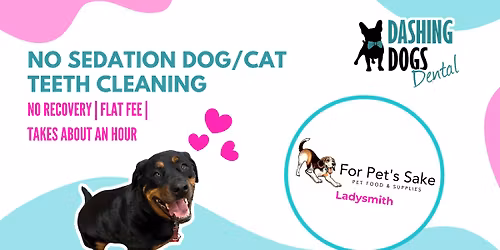 Dog & Cat Teeth Cleaning - Ladysmith