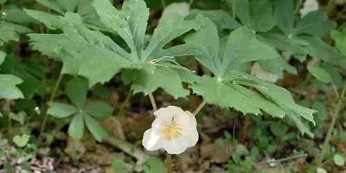 Meet the May Plants - Forage City monthly walk