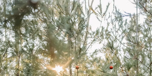 Christmas minis - outdoor trees 