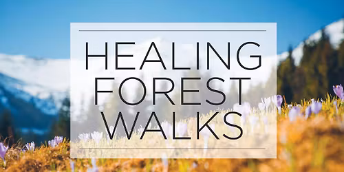 Healing Forest Walks - Top of the World Hiking Trail