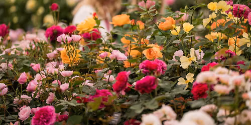 Festival of Roses: Rose Weekend