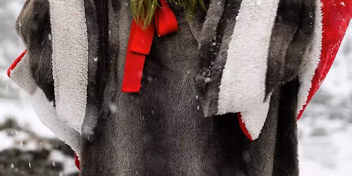 The Grumpy Grotto Christmas Experience