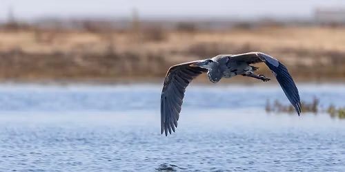 Wildlife Kayaking Eco Tour