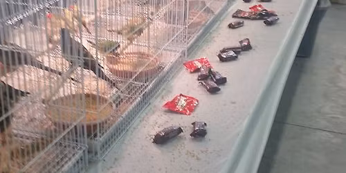 Springfield Mo Bird And All Pet Fair 