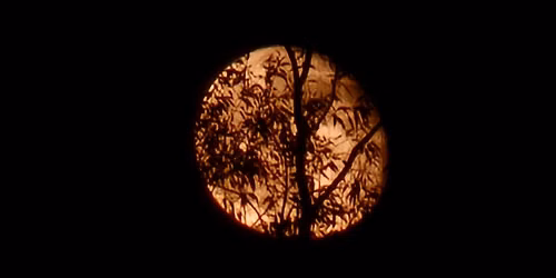 Midnight Moon Vigil
