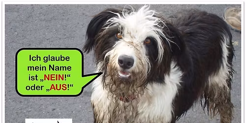 Was fl\u00fcstert mein Hund? Hunde verstehen, bevor sie zubei\u00dfen - Vortrag von Yesim Bilz