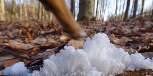Raunachtgeschichten im Wald