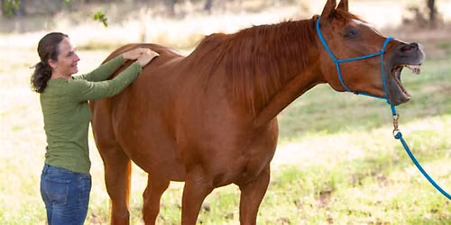 Unlocking Your Horse's Athletic Potential With Equine Bodywork