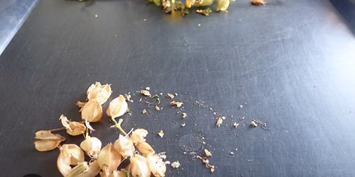 Seguin Seed Cleaning & Packaging
