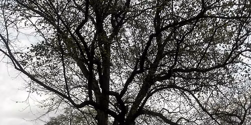 Preserve Your Street Trees, Pt. 1