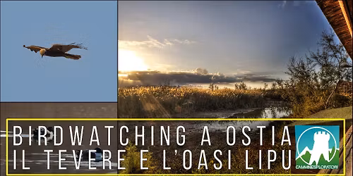 Birdwatching a Ostia: il Tevere e l\u2019Oasi Lipu