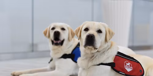 AKC Canine Good Citizen- Advanced