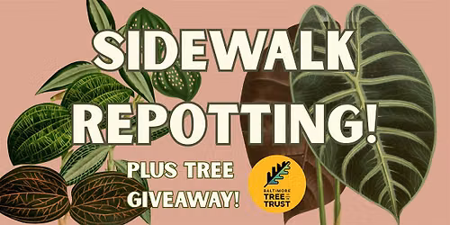 Sidewalk Repotting + Tree Giveaway!