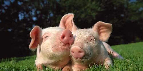 Santa Cruz Animal Activists Meeting