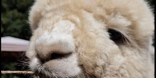 Meditation, Sound Bath & Alpacas