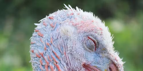 Thanksgiving For the Turkeys 2025