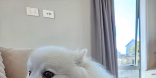 Easter Hamilton Meet up (Bokki wants to meet your floofs)