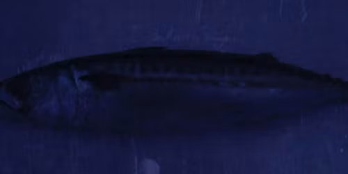 Shooglenifty in Glasgow