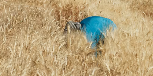 Film Screening: Wild Relatives