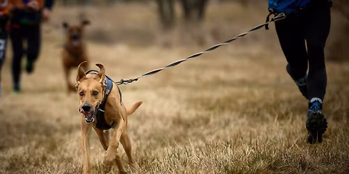 Canicross Bukov\u00e1