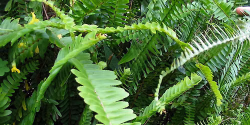 Sword Fern Roundup at Our River Volunteer Event