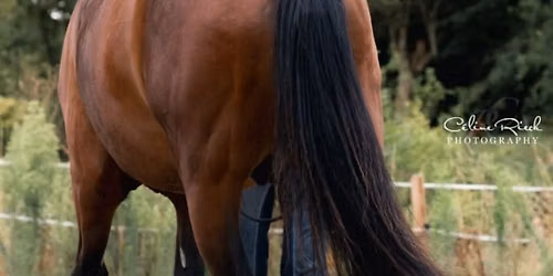 Stage Muscler son cheval \u00e0 Pied avec M\u00e9lina Saunier