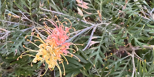 Wallington Working Bee