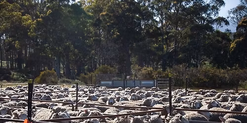 Scottsdale Show Yard Trial