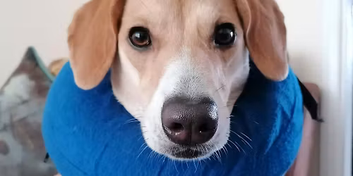 CPD Accredited Canine First Aid Course 11th July 2026