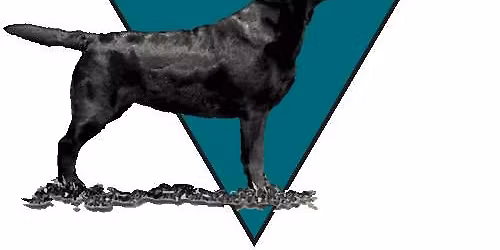 Raleigh-Durham Labrador Retriever Club Spring Specialty