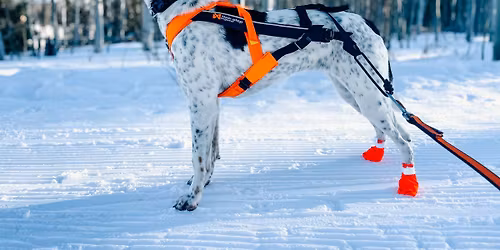 Front Range Canicrossers\/NACC December Meetup and Brewery Social