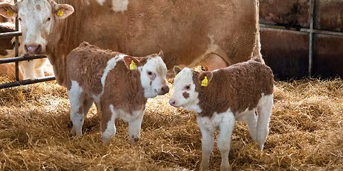 Teasses Farm Calving Tours Weekend