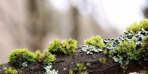 Greenway Wild Walks: Likeable Lichens