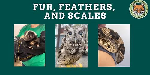 Fur, Feathers, and Scales